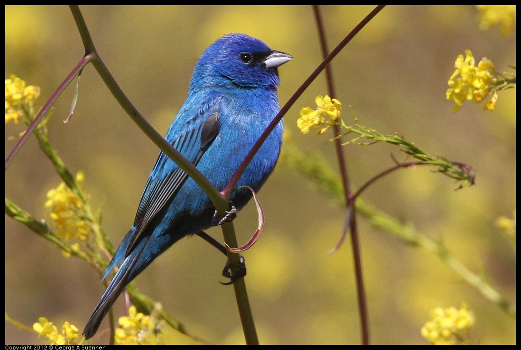 0528-152052-04.jpg - Indigo Bunting