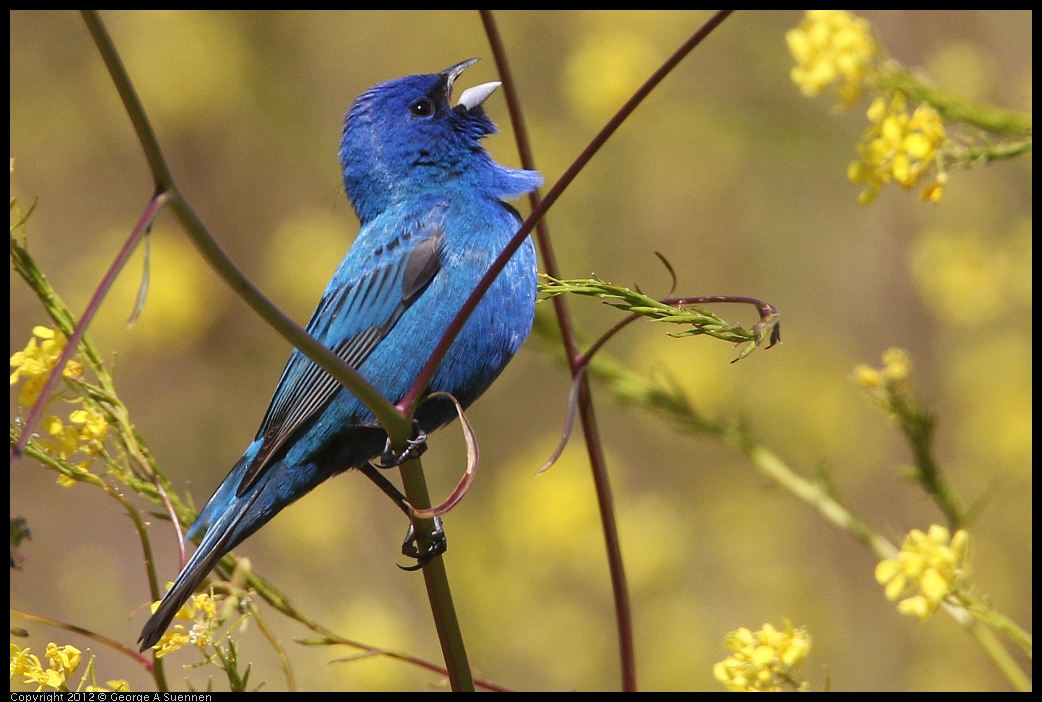 0528-152053-04.jpg - Indigo Bunting