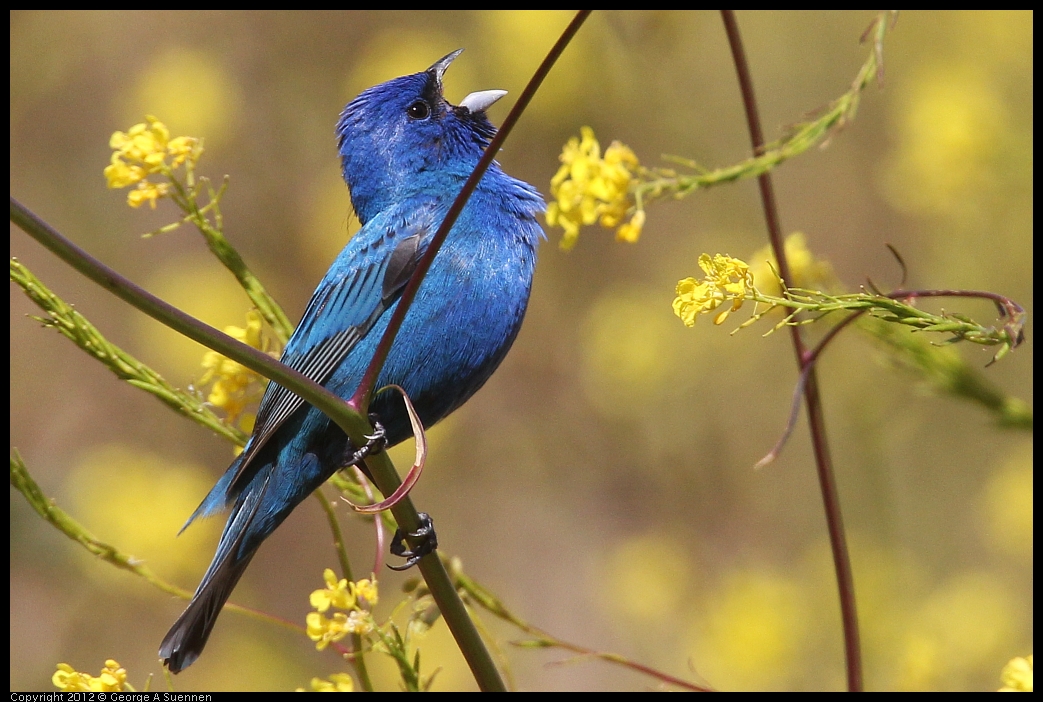 0528-152053-06.jpg - Indigo Bunting