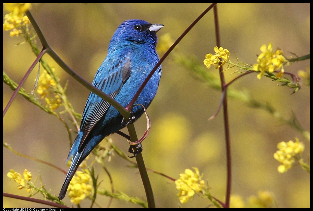 0528-152055-01.jpg - Indigo Bunting