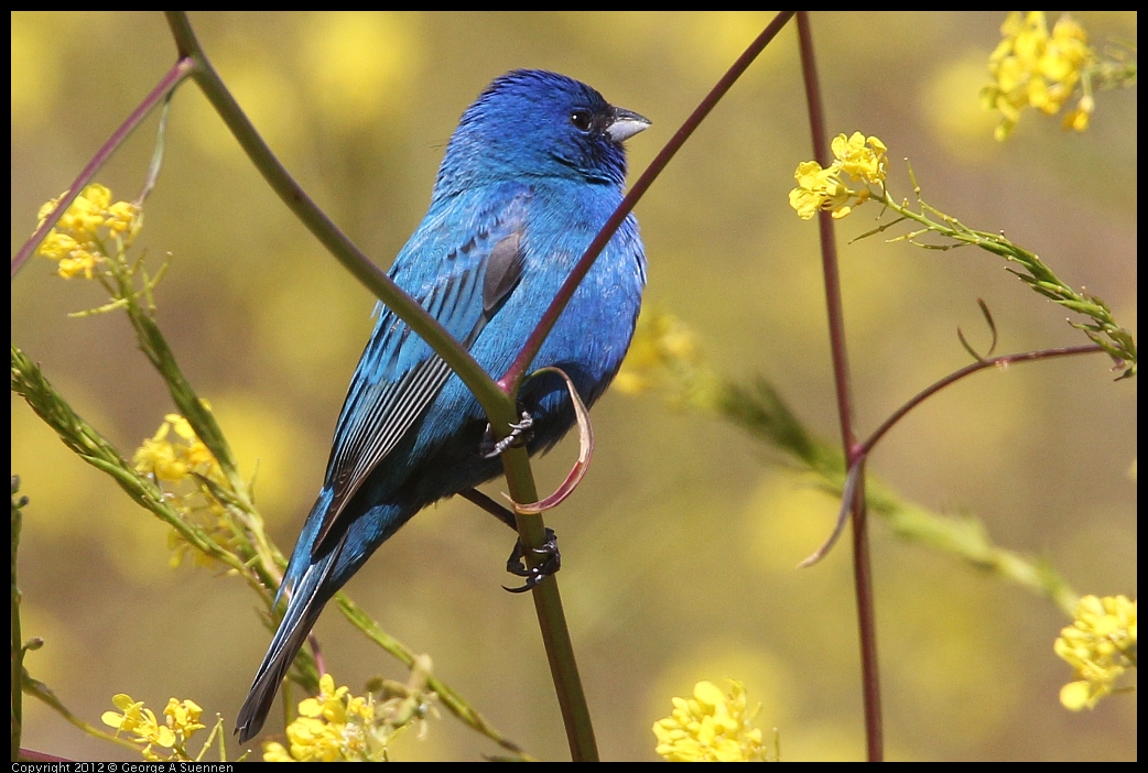 0528-152055-05.jpg - Indigo Bunting