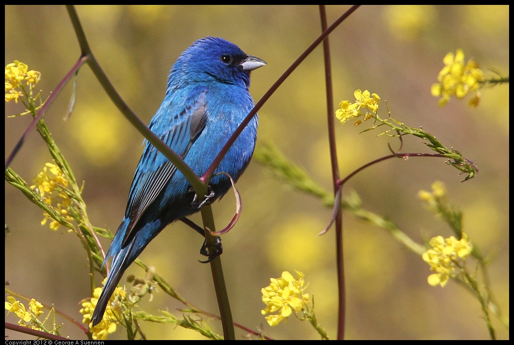 0528-152056-03.jpg - Indigo Bunting