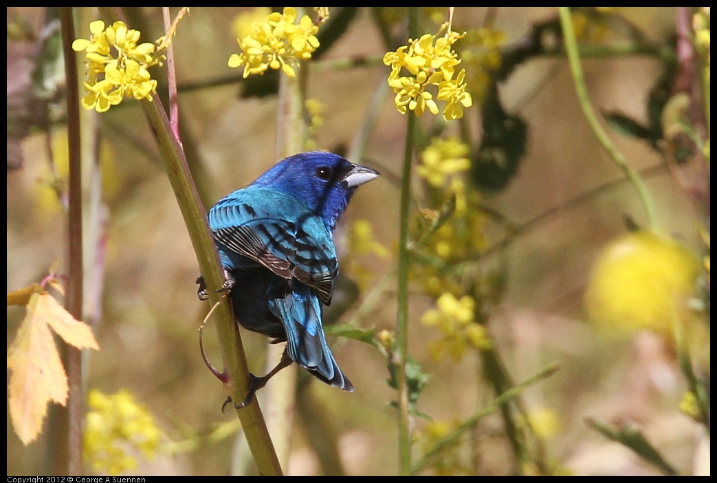 0528-152106-01.jpg - Indigo Bunting