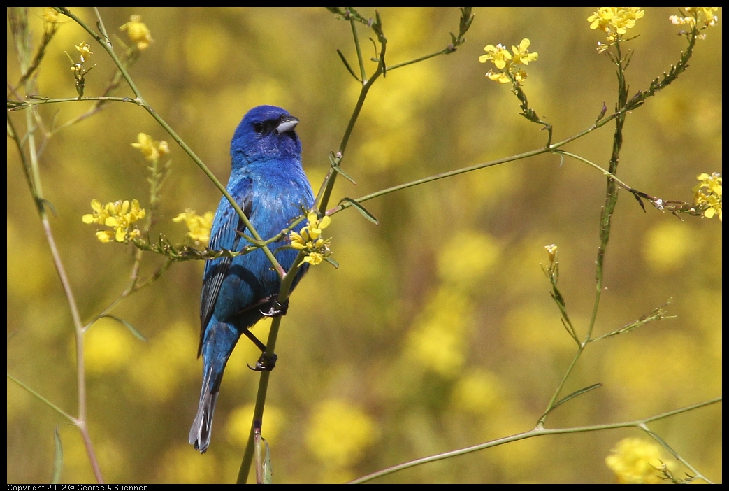 0528-152123-05.jpg - Indigo Bunting