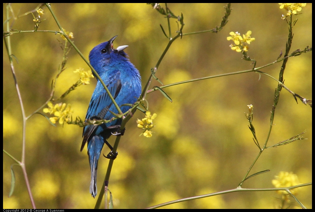 0528-152128-02.jpg - Indigo Bunting