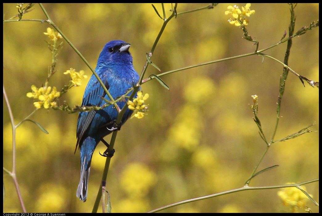 0528-152130-03.jpg - Indigo Bunting