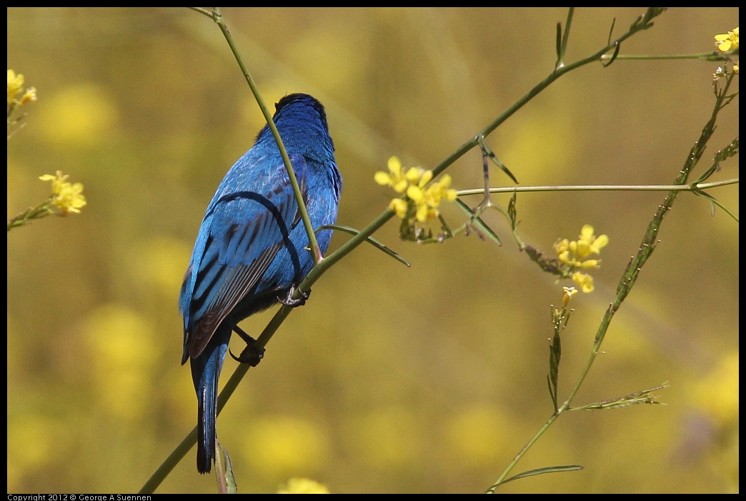 0528-152142-04.jpg - Indigo Bunting