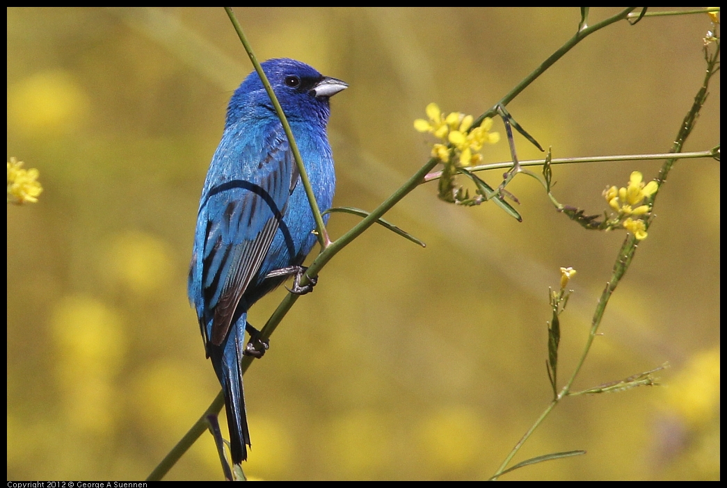 0528-152143-02.jpg - Indigo Bunting