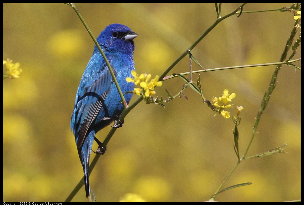 0528-152144-05.jpg - Indigo Bunting