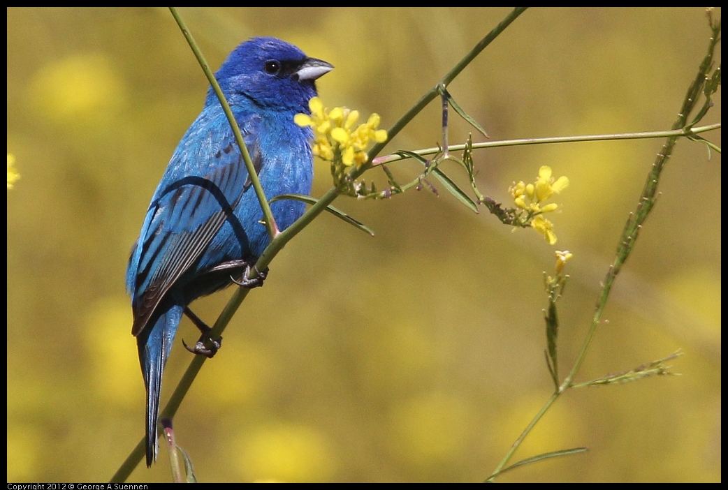 0528-152151-01.jpg - Indigo Bunting