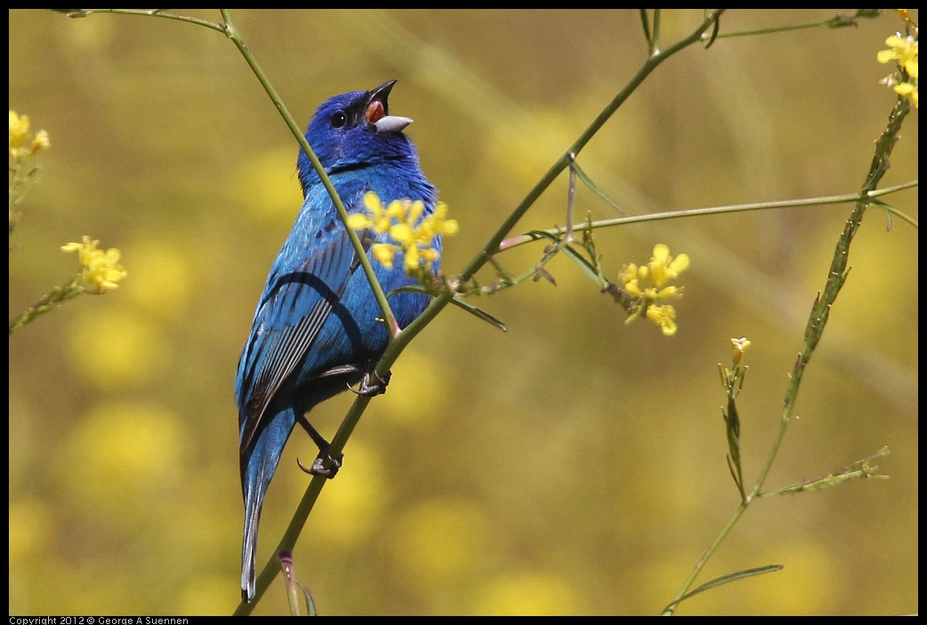 0528-152151-04.jpg - Indigo Bunting