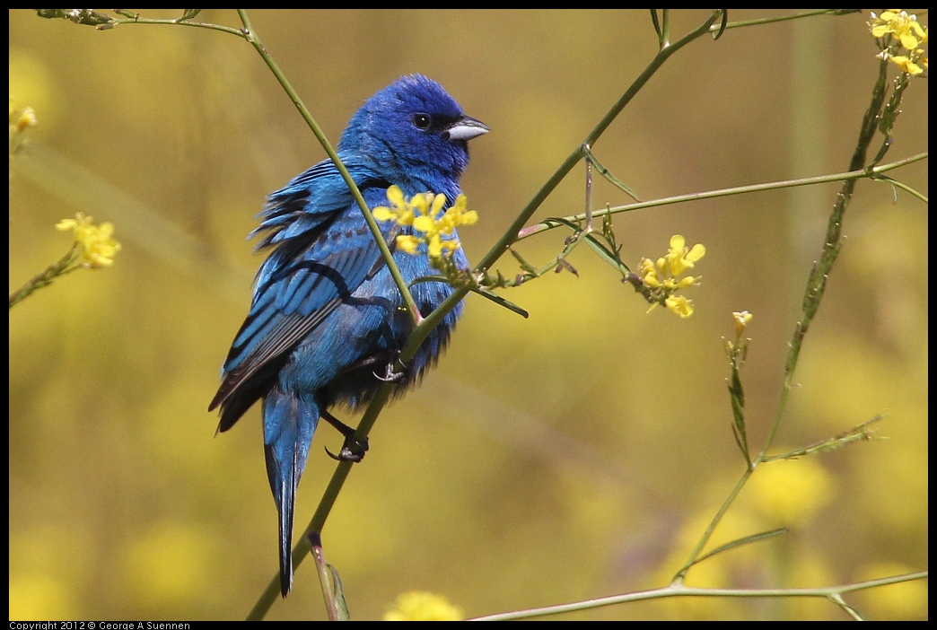 0528-152159-01.jpg - Indigo Bunting