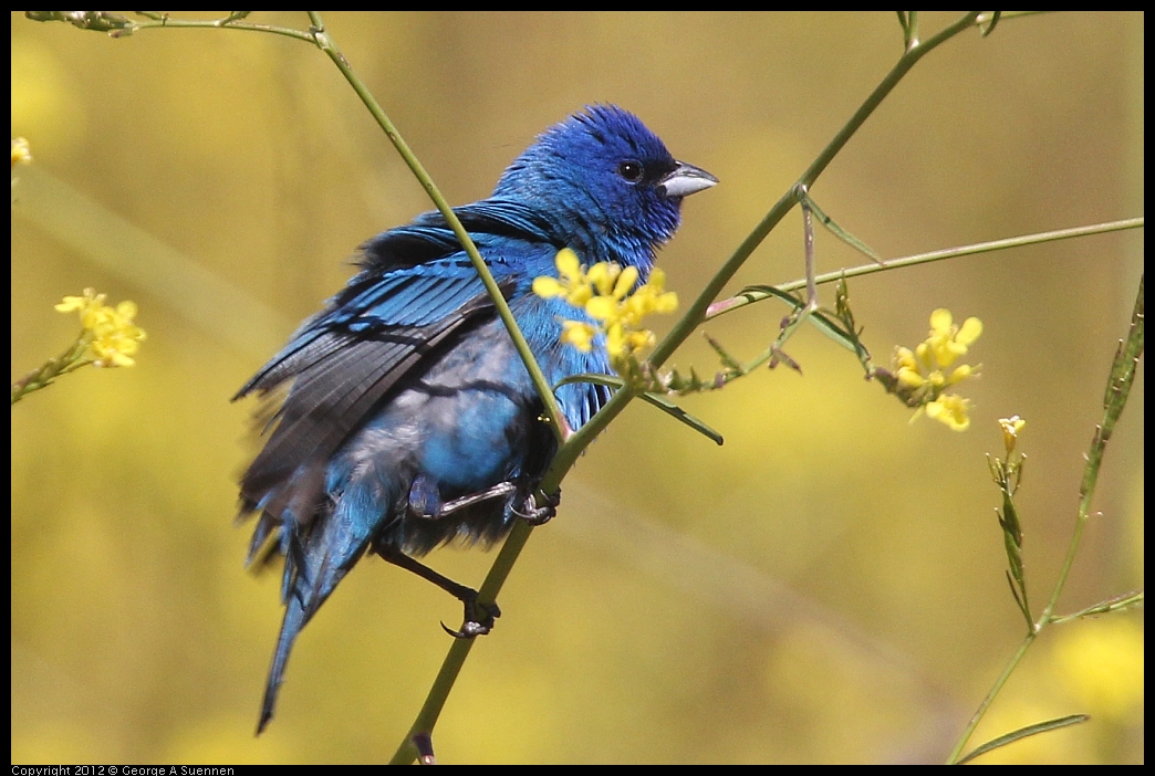 0528-152200-01.jpg - Indigo Bunting