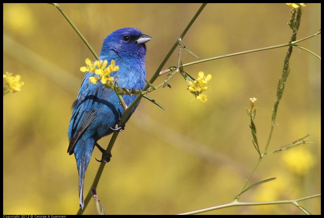 0528-152204-01.jpg - Indigo Bunting