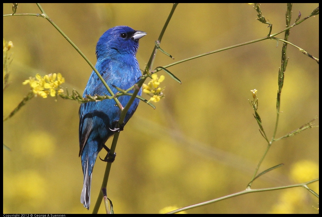 0528-152207-04.jpg - Indigo Bunting