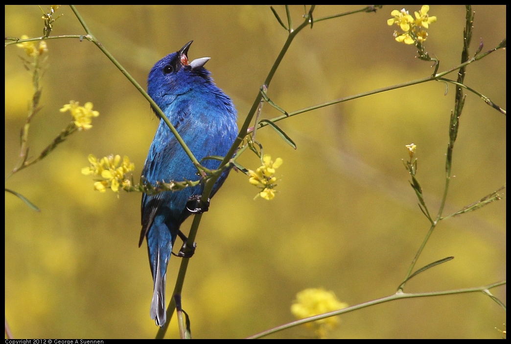 0528-152218-01.jpg - Indigo Bunting