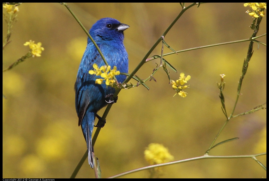 0528-152238-01.jpg - Indigo Bunting