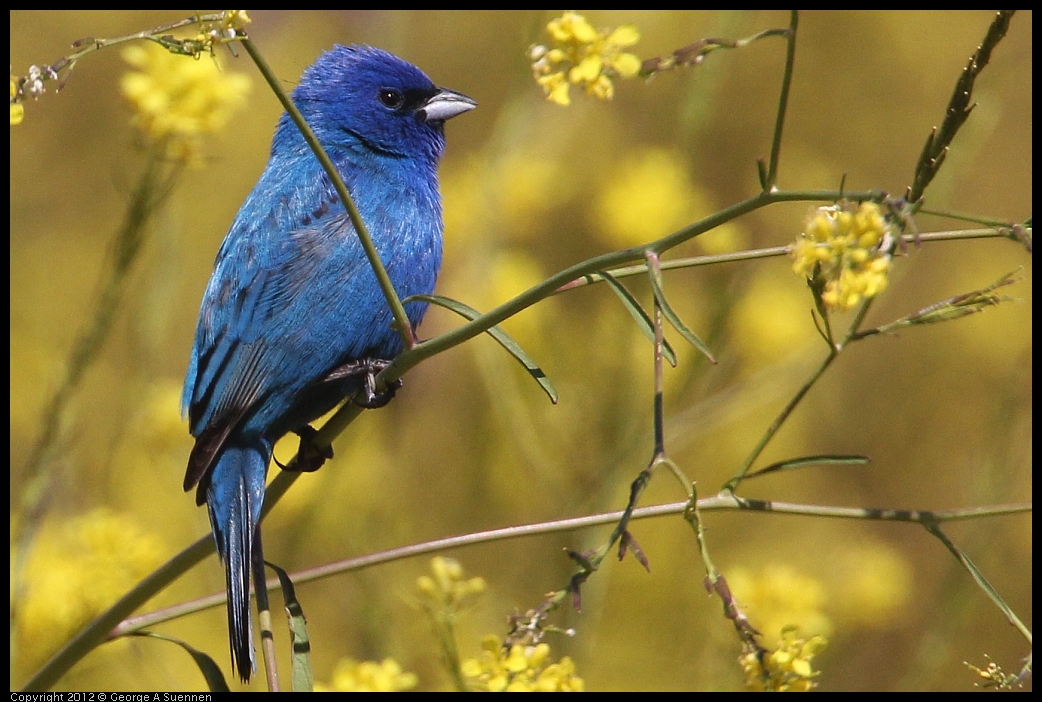 0528-152256-02.jpg - Indigo Bunting