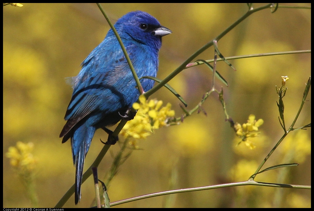 0528-152330-02.jpg - Indigo Bunting