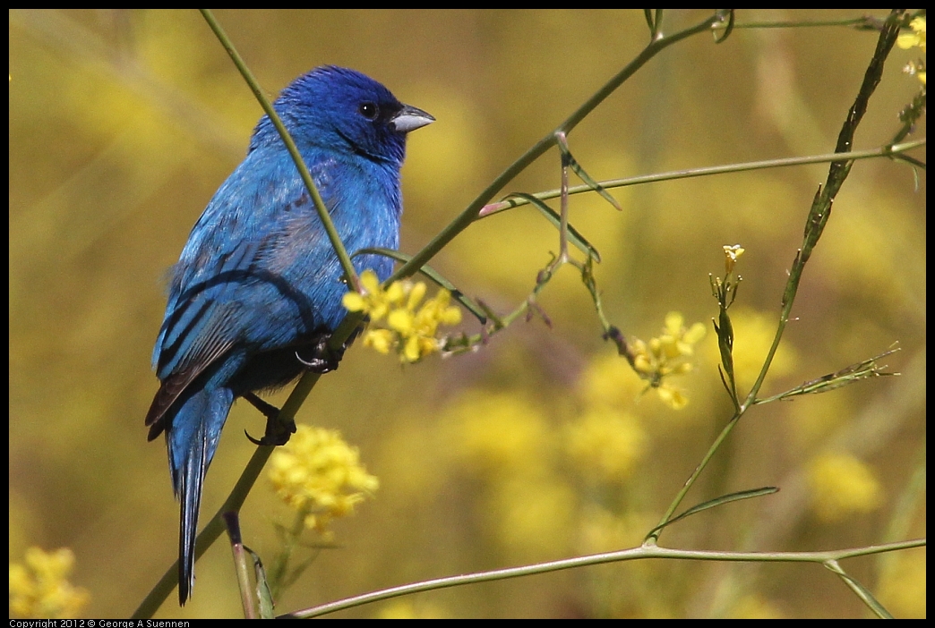 0528-152336-02.jpg - Indigo Bunting