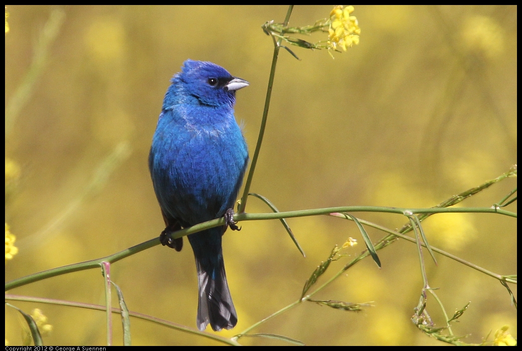 0528-152421-01.jpg - Indigo Bunting