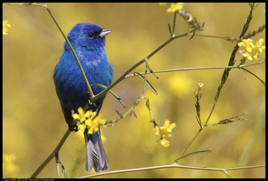 0528-152431-02.jpg - Indigo Bunting