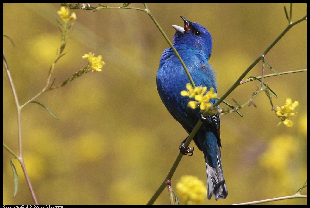 0528-152442-02.jpg - Indigo Bunting