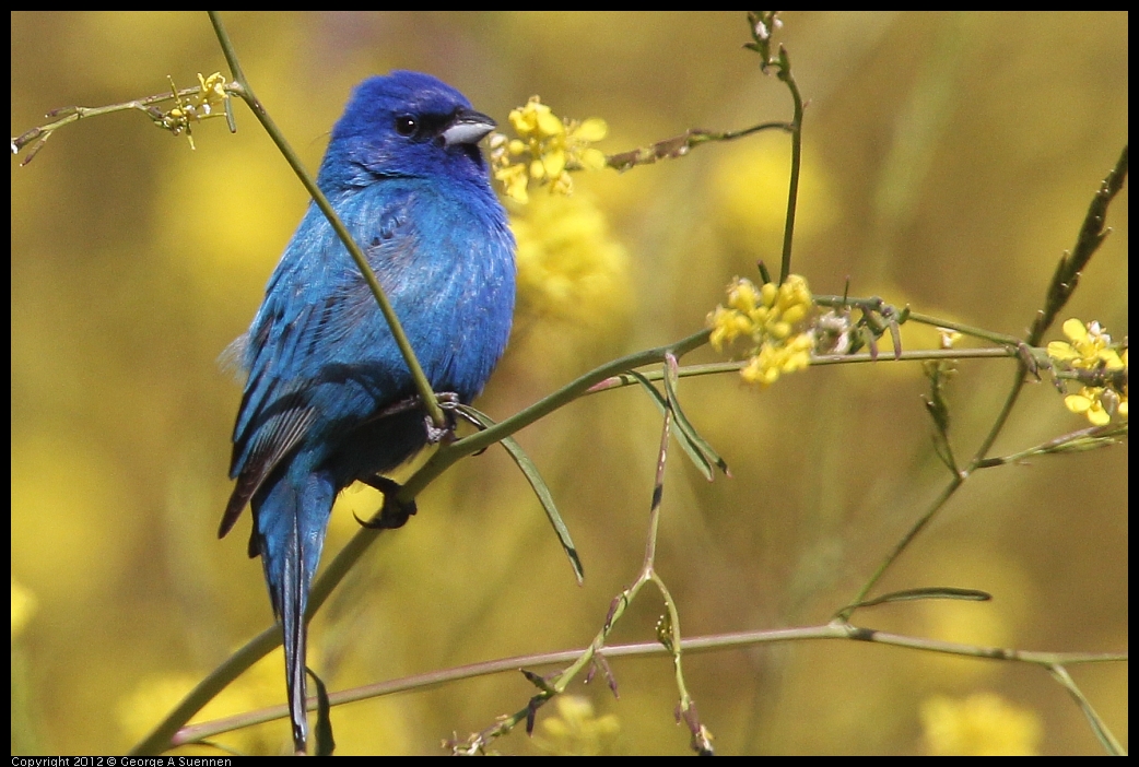 0528-152546-01.jpg - Indigo Bunting