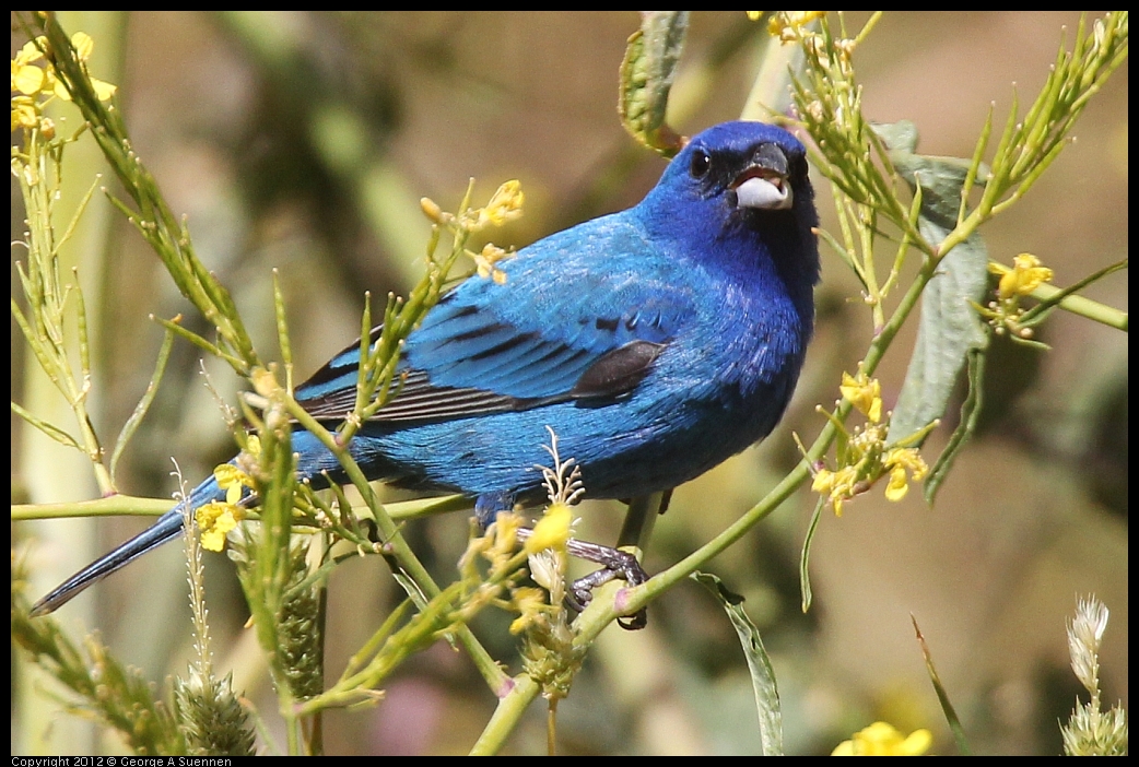 0528-152750-04.jpg - Indigo Bunting