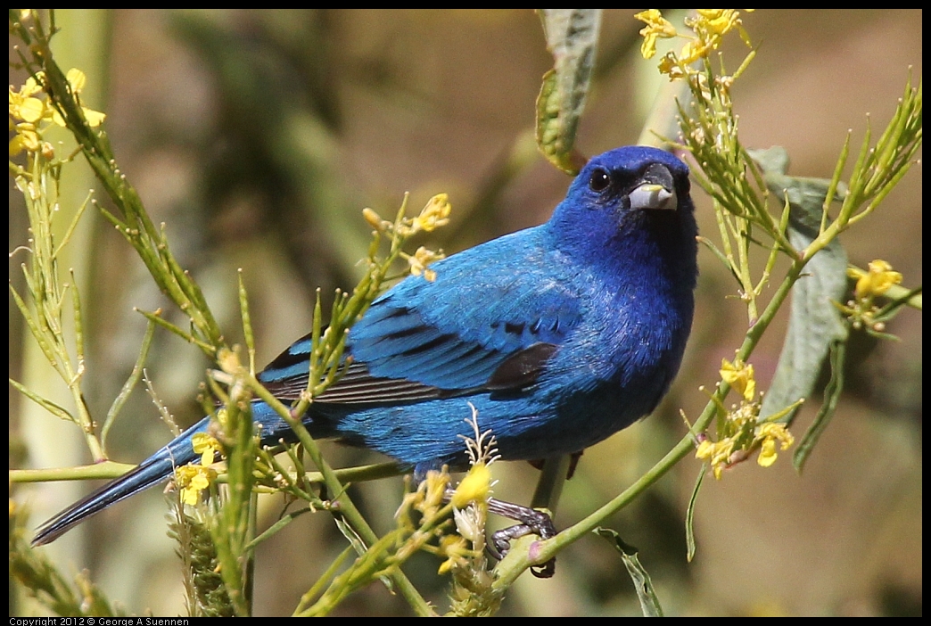 0528-152755-01.jpg - Indigo Bunting