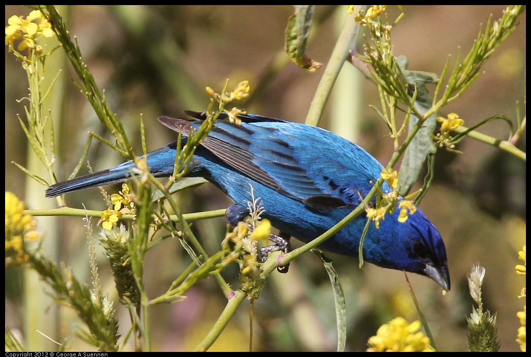 0528-152758-01.jpg - Indigo Bunting