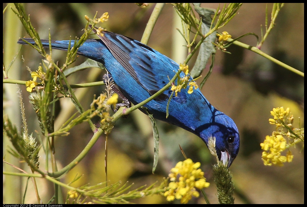 0528-152800-03.jpg - Indigo Bunting