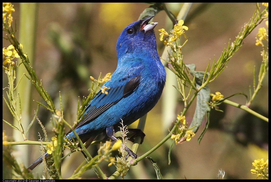 0528-152808-01.jpg - Indigo Bunting