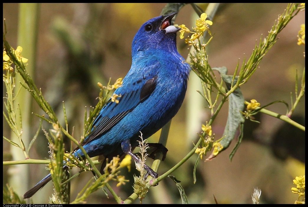 0528-152809-02.jpg - Indigo Bunting