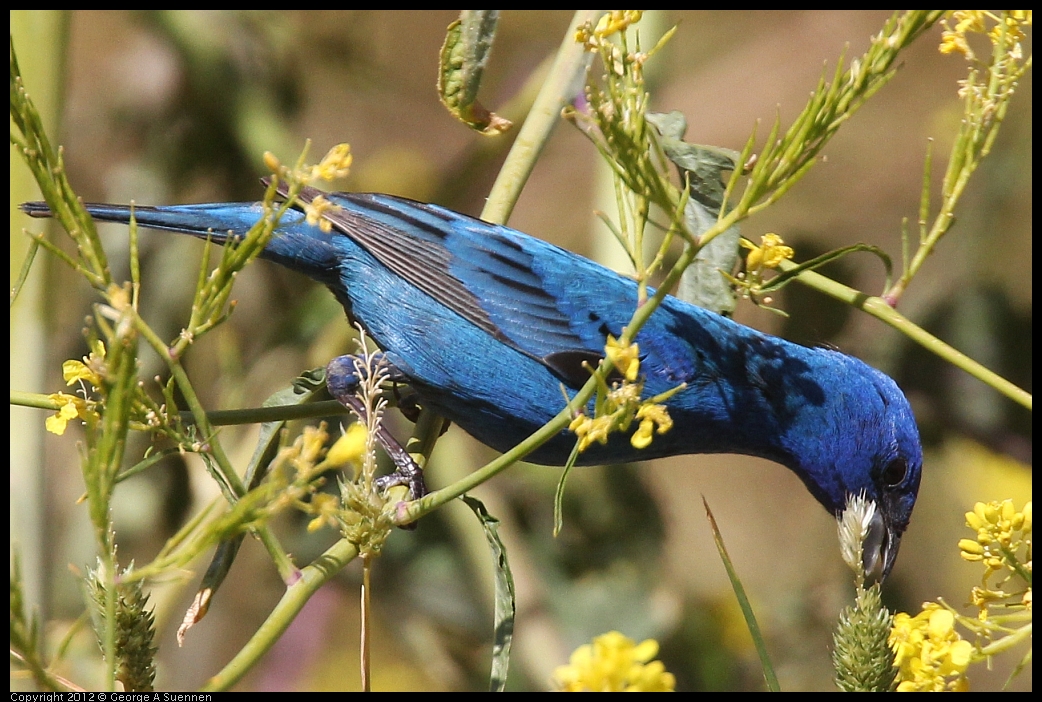 0528-152814-01.jpg - Indigo Bunting