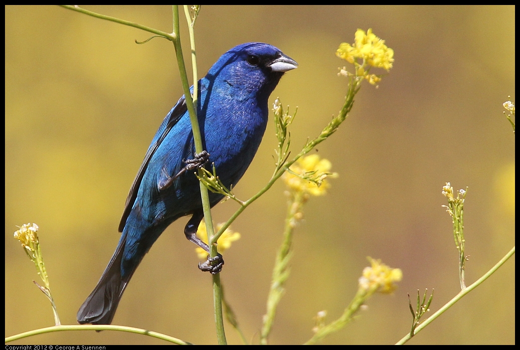 0528-152857-03.jpg - Indigo Bunting