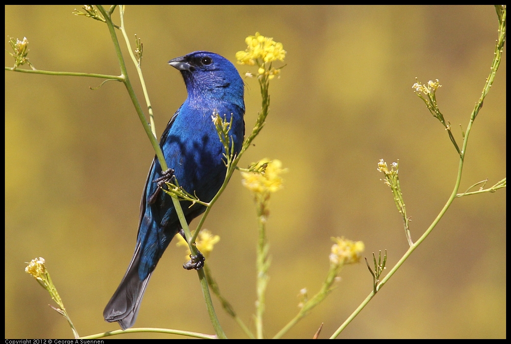 0528-152859-03.jpg - Indigo Bunting