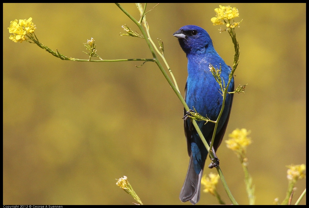 0528-152907-05.jpg - Indigo Bunting