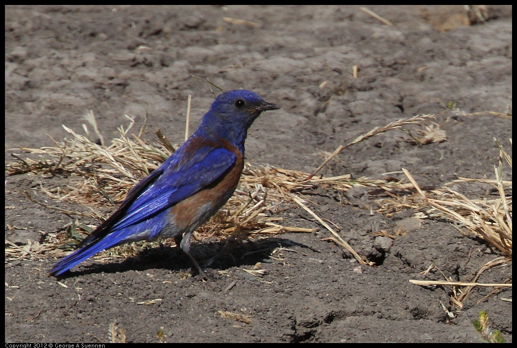 0528-153806-01.jpg - Westrern Bluebird