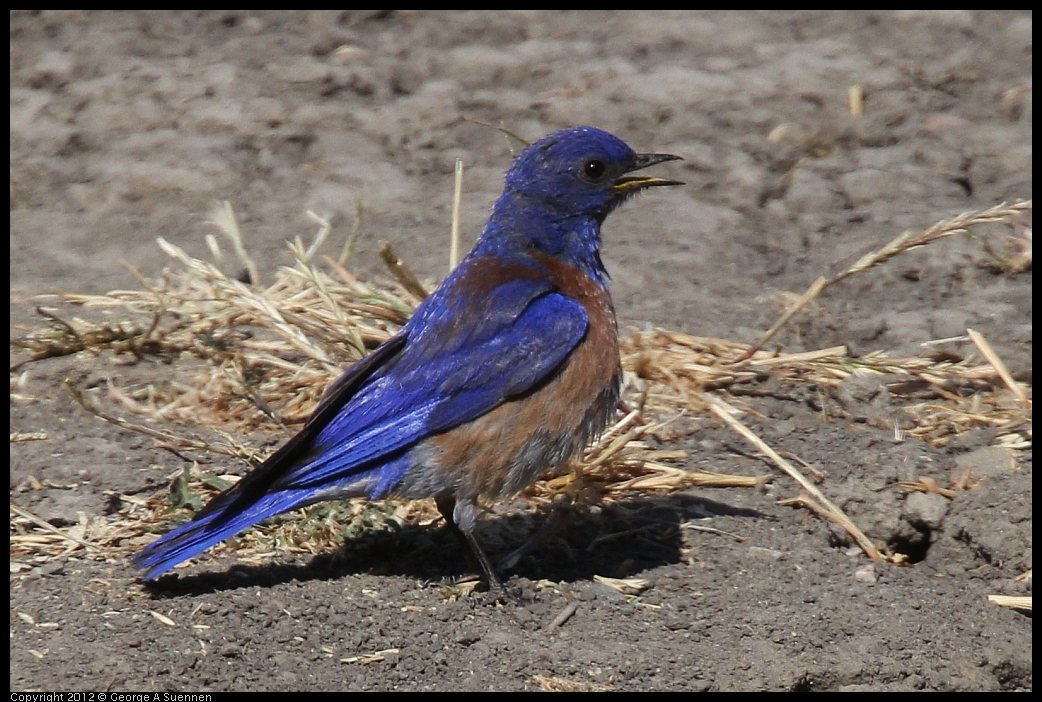 0528-153807-03.jpg - Westrern Bluebird