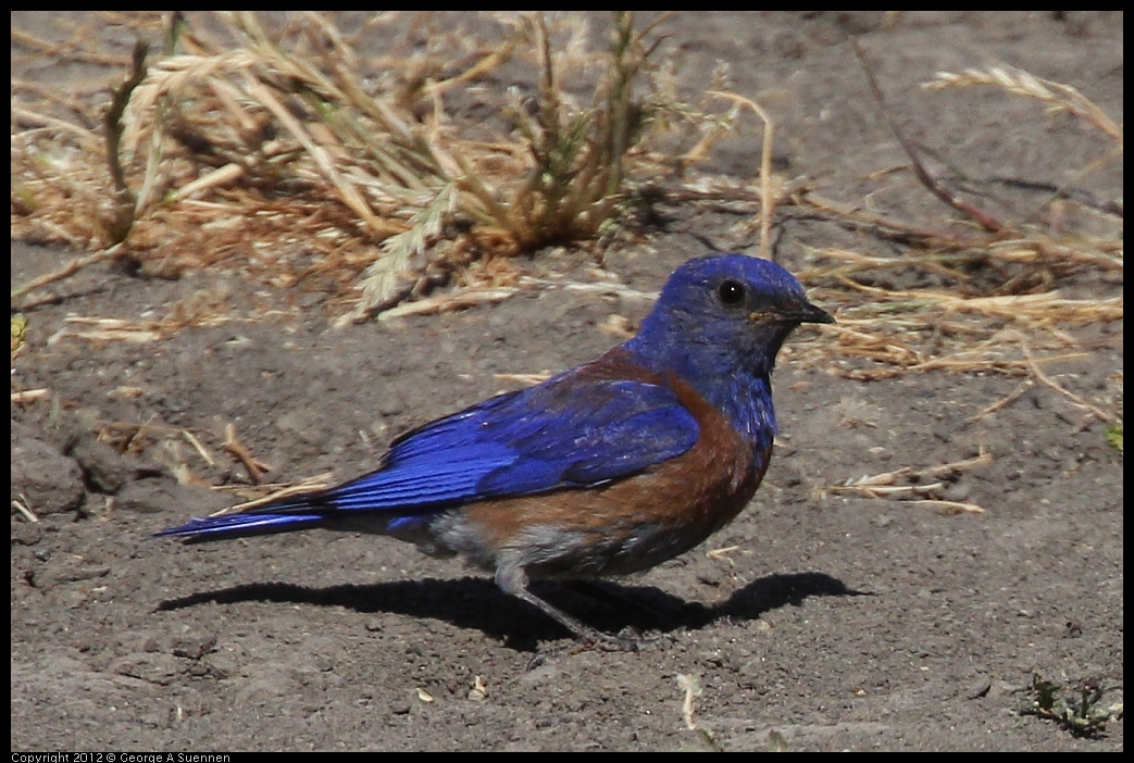 0528-153824-02.jpg - Westrern Bluebird