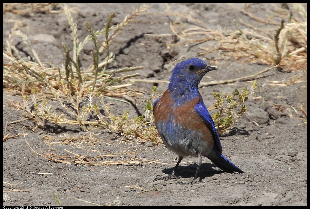 0528-153830-02.jpg - Westrern Bluebird