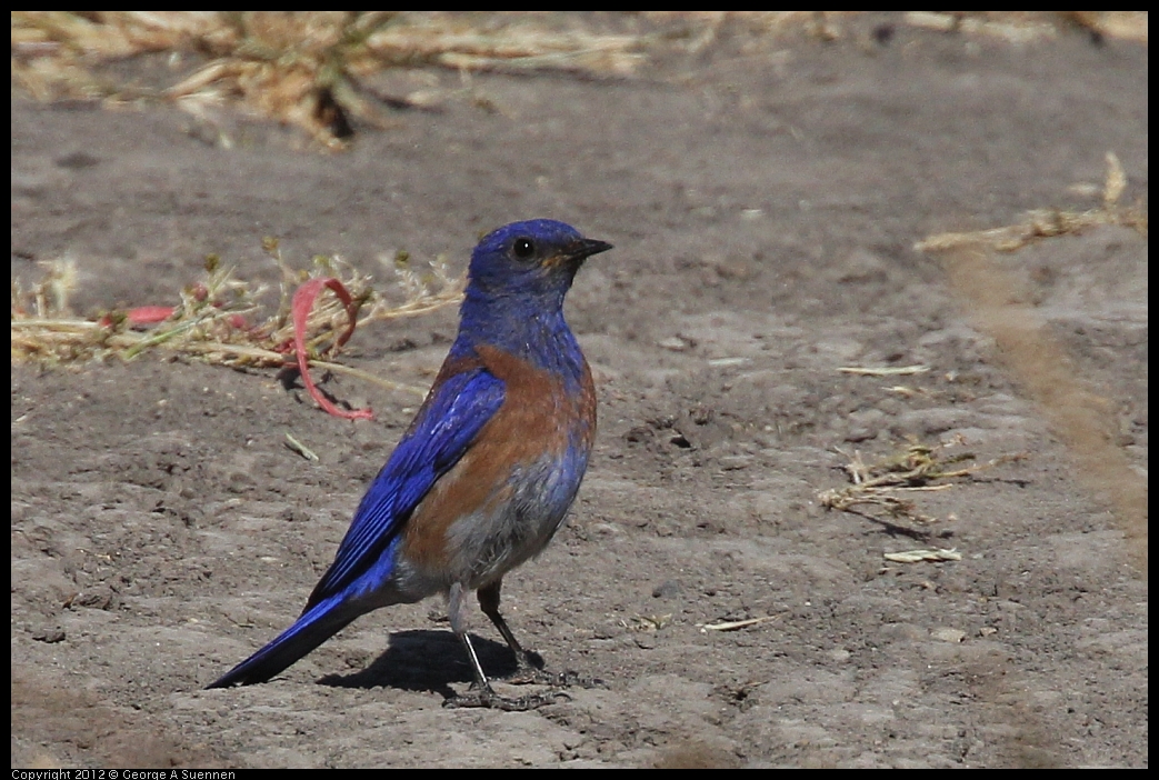 0528-153845-02.jpg - Westrern Bluebird