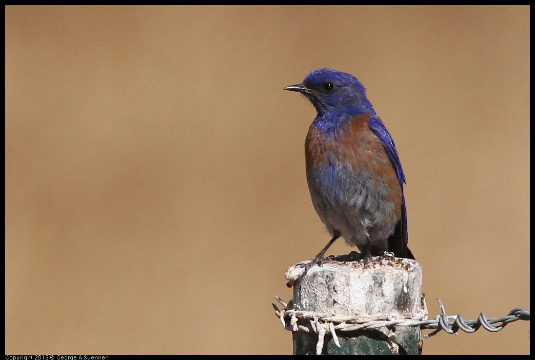 0528-153945-02.jpg - Westrern Bluebird