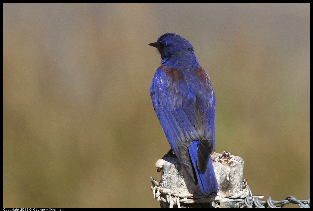 0528-154017-03.jpg - Westrern Bluebird