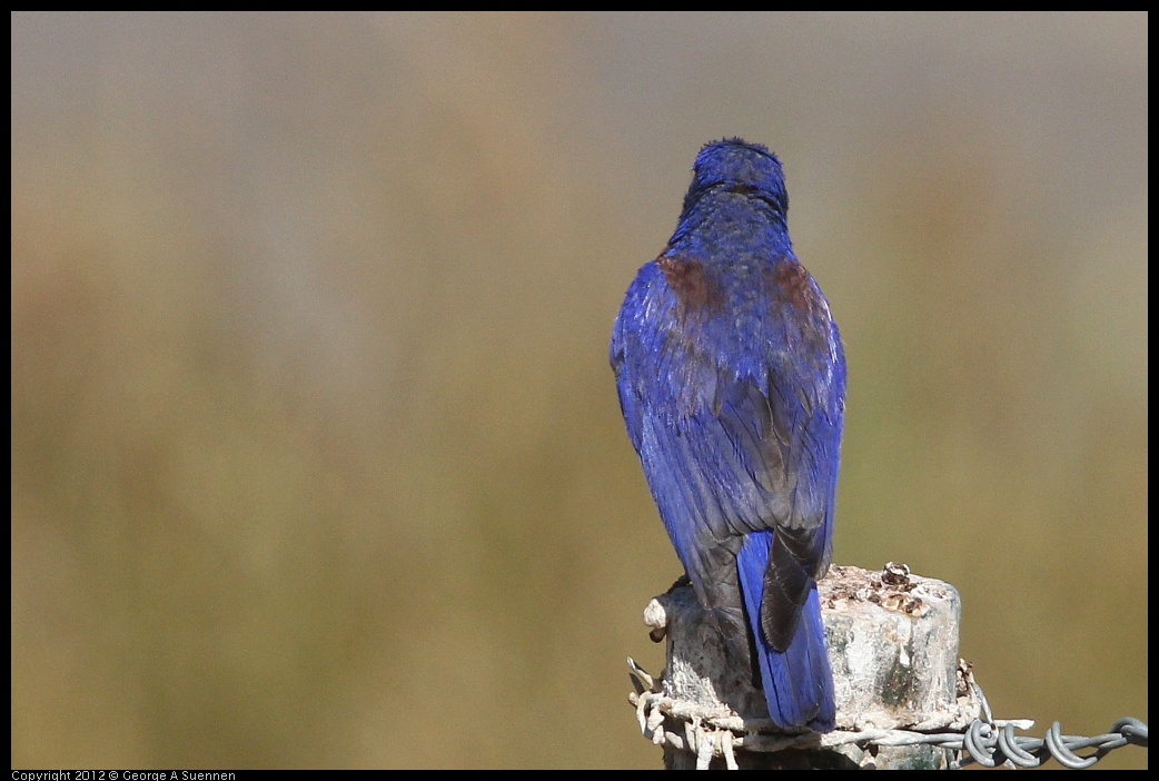 0528-154024-02.jpg - Westrern Bluebird