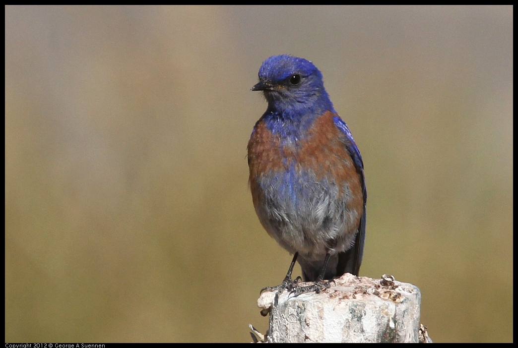 0528-154028-01.jpg - Westrern Bluebird