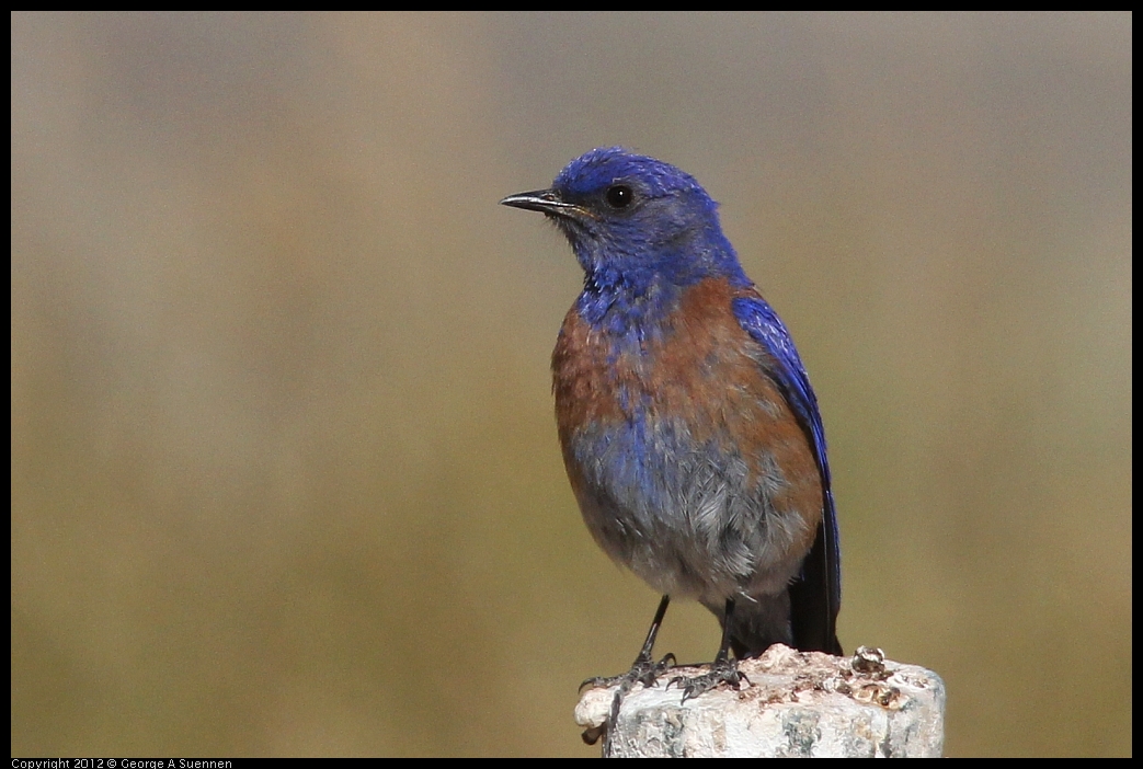 0528-154106-05.jpg - Westrern Bluebird