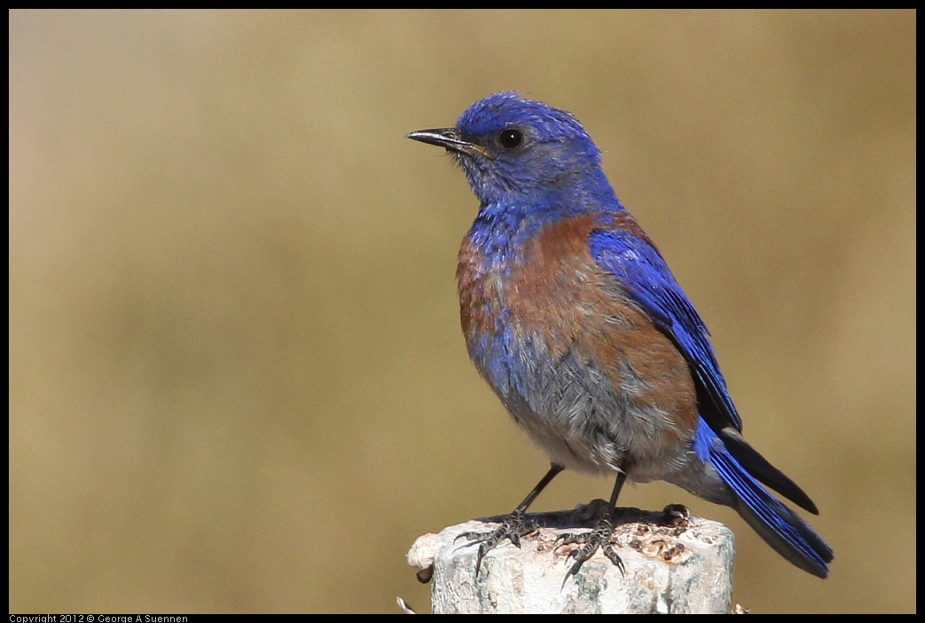 0528-154310-02.jpg - Westrern Bluebird