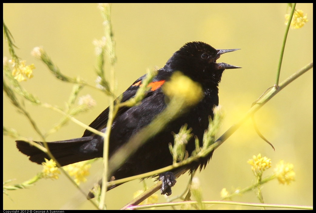 0528-154759-02.jpg - Red-winged Blackbird